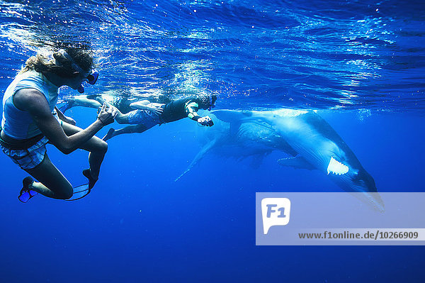 Tourists swimming with Humpback whales (Megaptera novaeangliae); Vavau  Tonga