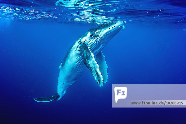 schwimmen Tonga Baby Wal