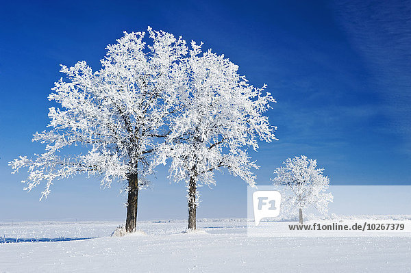 nahe bedecken Baum Eiche Kanada Frost Manitoba