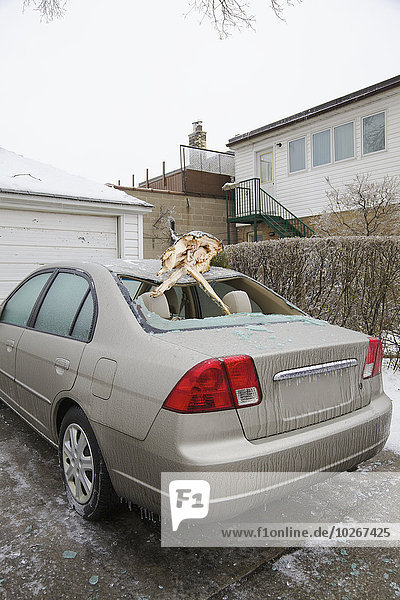 Auto Baum fallen fallend fällt Sturm Eis Ast Nachbarschaft Kanada Ontario Toronto