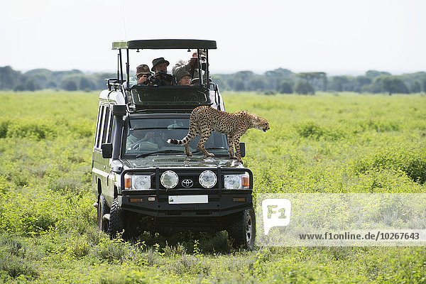 hoch oben nahe Gepard Acinonyx jubatus Verkehr Tourist Close-up Safari Euphorie Ansicht springen übergeben Wiese Krater Ar Tansania