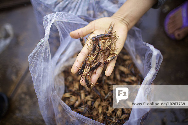 Insects for food; Phnom Penh  Cambodia