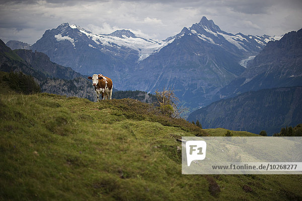 Hausrind Hausrinder Kuh Hintergrund Alpen braun schweizerisch Schweiz