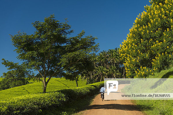 hoch oben Winter Mann Blume Baum gelb radfahren Fernverkehrsstraße Strauch Nostalgie Feld Malawi Tee