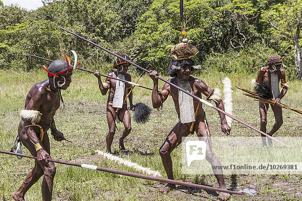 Dani men engaged in a mock battle with long spears  in a display of prowess and opulence of dress and decoration  Obia Village  Baliem Valley  Central Highlands of Western New Guinea  Papua  Indonesia