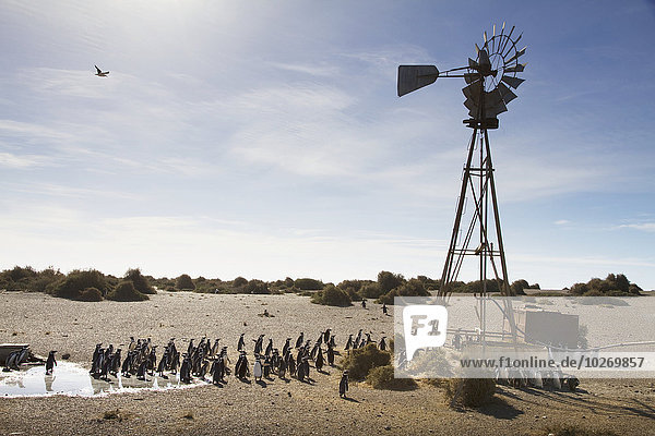Magellanic Penguins (Spheniscus magellanicus) by a water pumping windmill of Estancia San Lorenzo  Peninsula Valdes  Chubut  Argentina