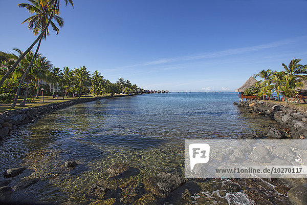 Tropisch Tropen subtropisch Baum Küste Insel Reetdach Tahiti