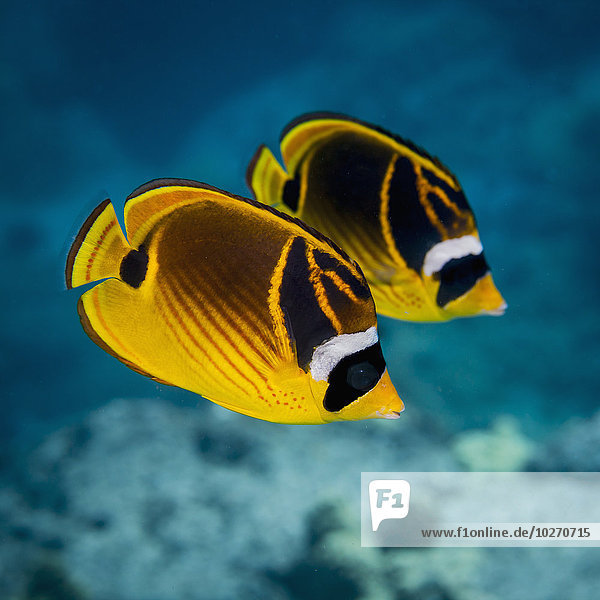 Falterfisch Chaetodontidae Schmetterlingsfisch Waschbar Procyon Lotor Amerika Verbindung Kona Hawaii Falterfisch Chaetodontidae Schmetterlingsfisch Waschbar Procyon Lotor Amerika Verbindung Kona Hawaii