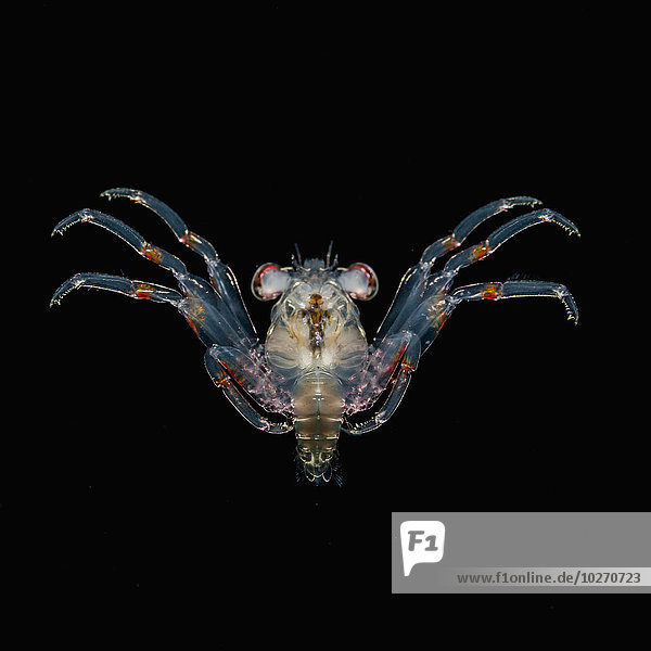 Winzige Krabbenlarve Megalops unter Wasser bei Nacht; Insel Hawaii  Hawaii  Vereinigte Staaten von Amerika