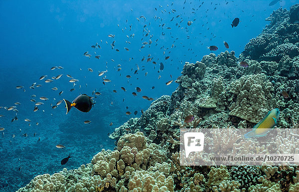 Korallenriffszene  die beim Tauchen unter Wasser fotografiert wurde; Kona  Insel Hawaii  Hawaii  Vereinigte Staaten von Amerika