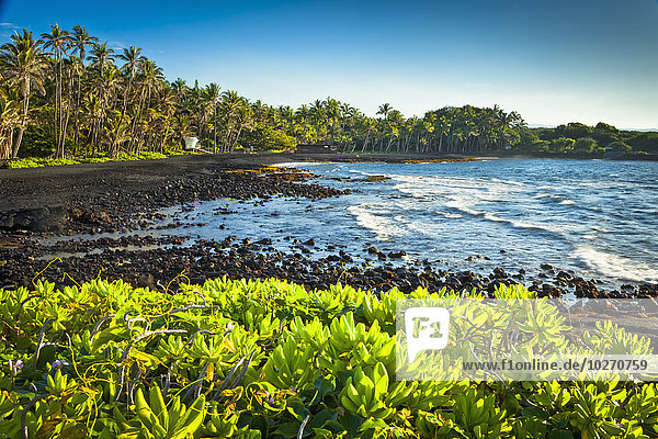 Punaluu Black Sand Beach surrounded by native Hawaiian plants; Island of Hawaii  Hawaii  United States of America