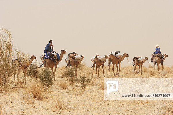 Tuareg camel caravan near Timbuktu  Mali