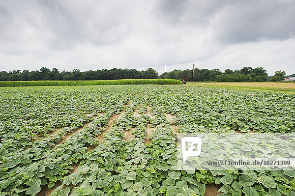 'Field of cucumber plants  near Federalsburg; Maryland  United States of America'
