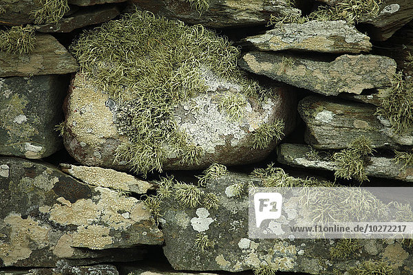 Steinmauer auf der Insel Inishturk  Wild Atlantic Way; Grafschaft Mayo  Irland
