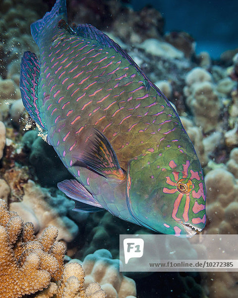 Ein männlicher Stareye-Papageienfisch (Calotomus carolinus); Kona  Insel Hawaii  Hawaii  Vereinigte Staaten von Amerika'.