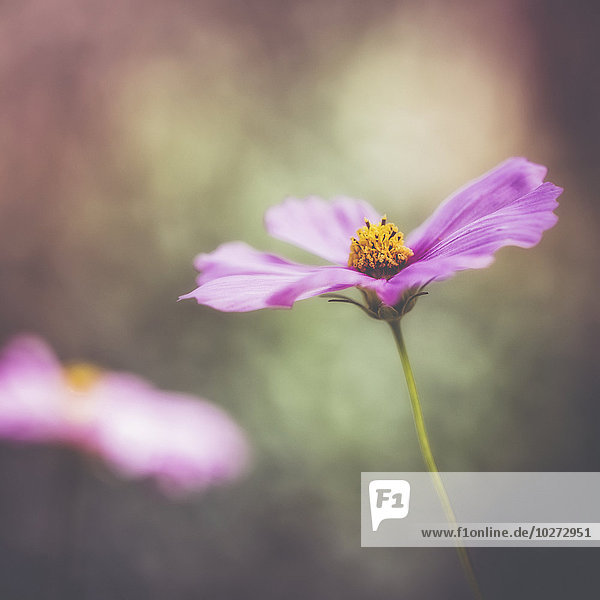 Eine zarte Blume im Botanischen Garten von Jerusalem; Jerusalem  Israel'.