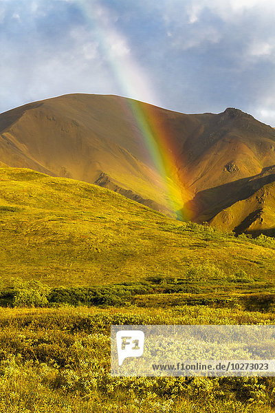 Ein bunter Regenbogen erhellt die abendliche grüne Tundra am Highway Pass im Denali National Park; Alaska  Vereinigte Staaten von Amerika'.