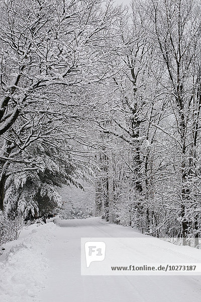 'A snow covered road lined with leafless trees in winter; Brome Lake Quebec Canada'
