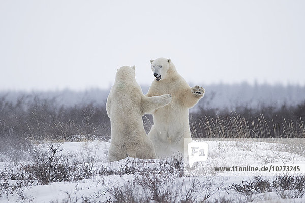 nahe Winter Sparring Eisbär Ursus maritimus Manitoba Schnee