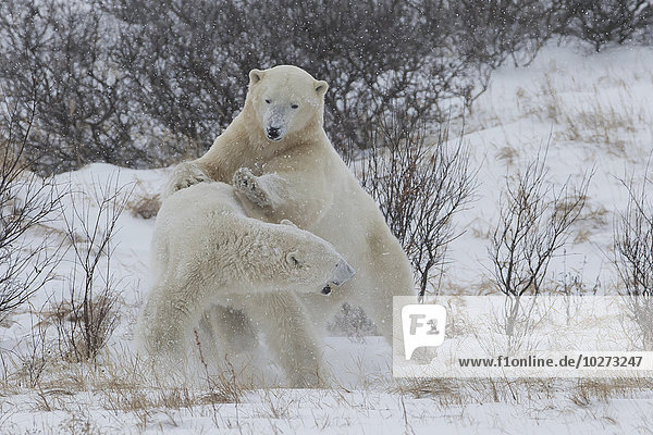 nahe Winter Sparring Eisbär Ursus maritimus Manitoba Schnee