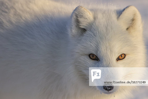 Schneehuhn blicken Fotograf Arktis Fuchs Manitoba