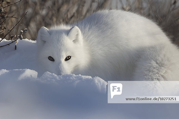 Schneehuhn blicken graben gräbt grabend Fotograf Arktis Fuchs Manitoba Schnee