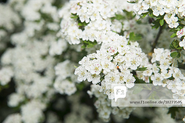 Blüte England Weißdorn