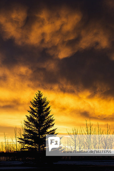 Silhouettierter immergrüner Baum mit dramatisch bunten Wolken bei Sonnenaufgang; Calgary  Alberta  Kanada'.