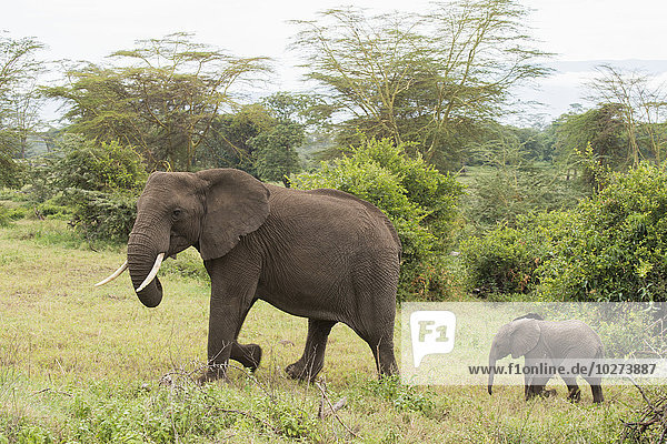 Elefantenweibchen gefolgt von einem kleinen Kalb im Ngorongoro-Krater; Tansania