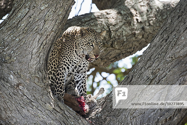 Leopard im Baum  der sich die Lippen leckt  während er ein Gnu-Kalb in der Nähe von Ndutu  Ngorongoro-Krater-Schutzgebiet  Tansania  frisst.