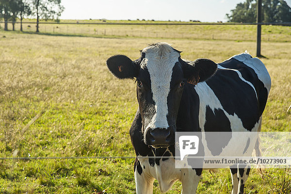 'Cow in a grass field along a fence  near Laguna de Rocha; Uruguay'