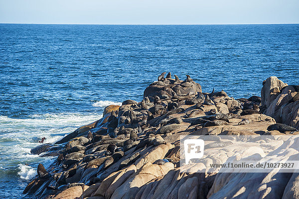 Seelöwen  die sich auf einem Felsen in der Sonne aalen; Cabo Polonio  Uruguay'.