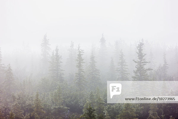 'Dense fog envelops a stand of spruce trees on the tundra; Noatak  Alaska  United States of America'