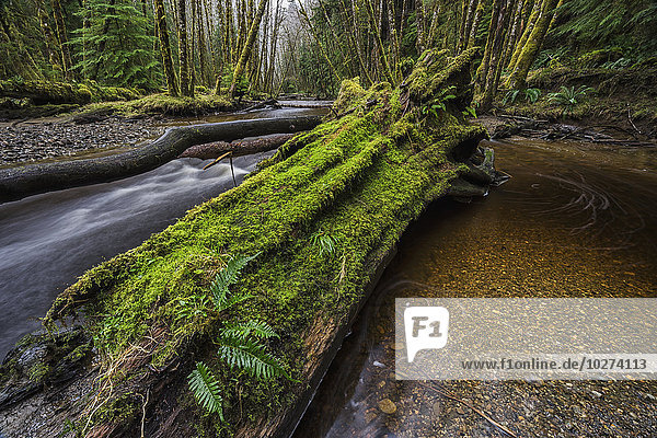 Der Haans Creek fließt durch den grünen Regenwald in der Nähe von Sandspit auf Haida Gwaii  British Columbia  Kanada.