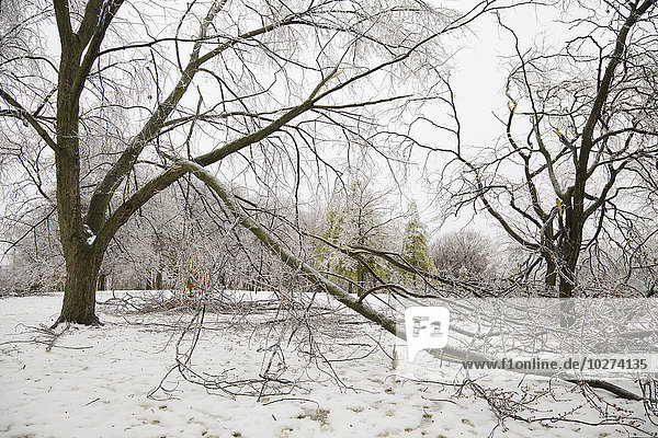 Nachwirkung des Eissturms im Chorley Park; Toronto  Ontario  Kanada