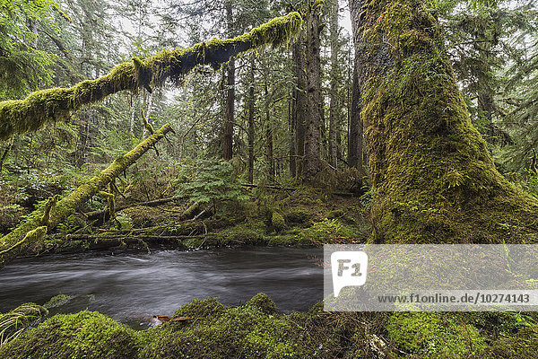 weiß fließen Bach Ländliches Motiv ländliche Motive Queen Charlotte Islands Regenwald British Columbia