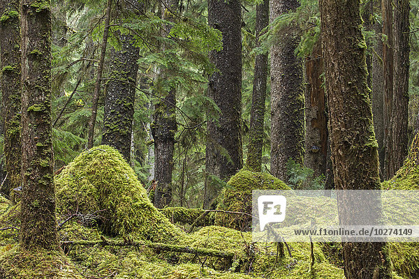 bedecken Boden Fußboden Fußböden Baum Ländliches Motiv ländliche Motive Queen Charlotte Islands British Columbia Moos