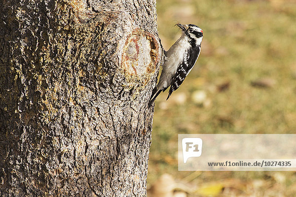 Downy Woodpecker (Picoides pubescens) beim Sammeln von Insekten und Spinnen von der Rinde einer Fichte; Edmonton  Alberta  Kanada'.