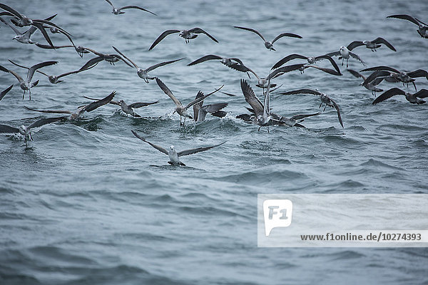 Köderfisch wird von Vögeln angegriffen; Cape Cod  Massachusetts  Vereinigte Staaten von Amerika'.