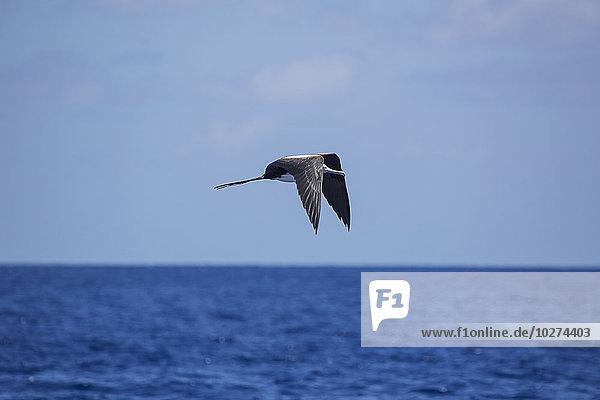 Ein Vogel  der über den Ozean fliegt; Tahiti'.