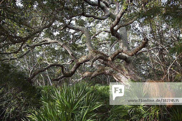 Alter  gewundener Baum mit großer Baumkrone in einem Küstenwald; Vereinigte Staaten von Amerika'.