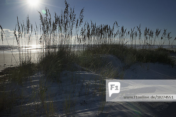 Haferflocke Strand Morgen Ozean Hintergrund Sand Verbindung Düne Sonne