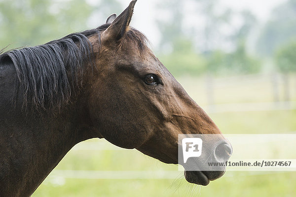 American Quarter Horse; Vineland  Ontario  Kanada'.