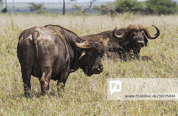 Afrikanische Büffel (Syncerus caffer)  Nairobi National Park; Kenia'.