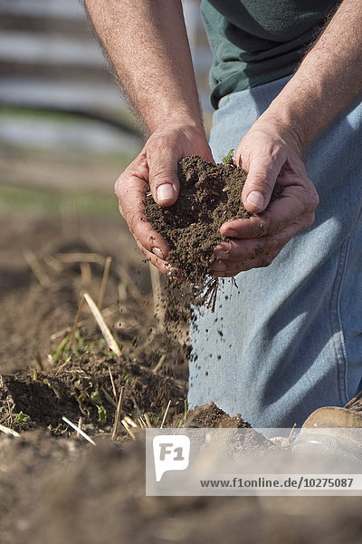 'A farmer kneels in a field to check soil condition by letting the dirt flow through his cupped hands; Chelsea  Michigan  United States of America'