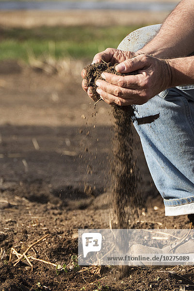 Ein Landwirt kniet auf einem Feld  um den Zustand des Bodens zu prüfen  indem er die Erde durch seine schalenförmigen Hände fließen lässt; Chelsea  Michigan  Vereinigte Staaten von Amerika'.