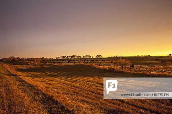 Glühen über Farmland bei Sonnenuntergang; Manitoba  Kanada'.