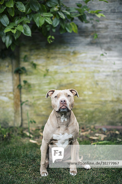 Portrait of American Pit Bull Terrier sitting at yard