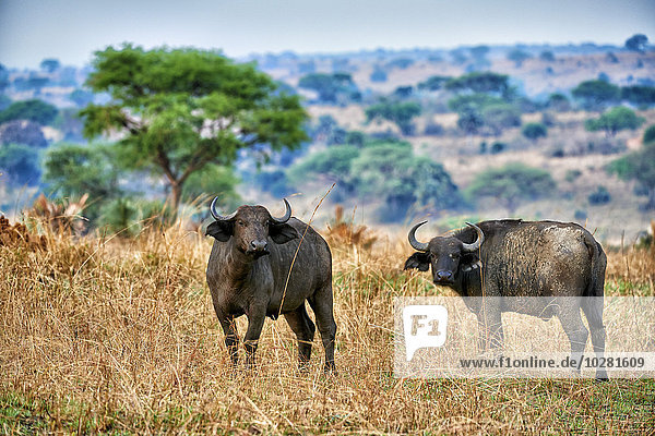 Kaffernbüffel  Syncerus caffer  Murchison-Falls-Nationalpark  Uganda  Ostafrika  Afrika
