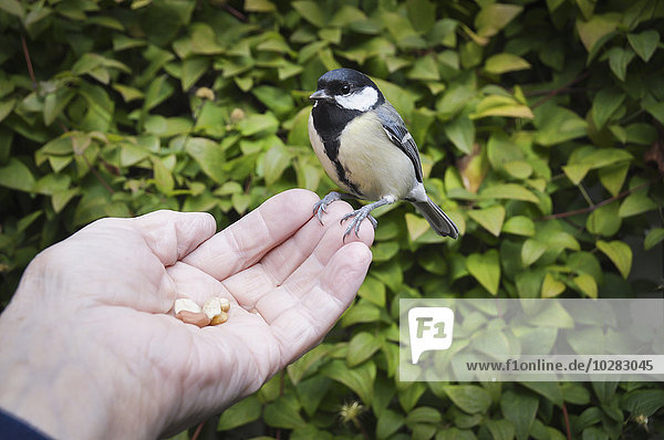 Kleiner Vogel frisst Nüsse
